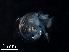  ( - Dubi 202)  @11 [ ] CreativeCommons - Attribution Non-Commercial Share-Alike (2019) STRI Smithsonian Tropical Research Institute