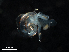  ( - Dubi 202)  @11 [ ] CreativeCommons - Attribution Non-Commercial Share-Alike (2019) STRI Smithsonian Tropical Research Institute