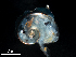  ( - Dubi 202)  @11 [ ] CreativeCommons - Attribution Non-Commercial Share-Alike (2019) STRI Smithsonian Tropical Research Institute