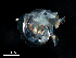  ( - Dubi 202)  @11 [ ] CreativeCommons - Attribution Non-Commercial Share-Alike (2019) STRI Smithsonian Tropical Research Institute