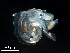  ( - Dubi 202)  @11 [ ] CreativeCommons - Attribution Non-Commercial Share-Alike (2019) STRI Smithsonian Tropical Research Institute