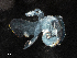  ( - Dubi 204)  @11 [ ] CreativeCommons - Attribution Non-Commercial Share-Alike (2019) STRI Smithsonian Tropical Research Institute