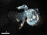  ( - Dubi 204)  @11 [ ] CreativeCommons - Attribution Non-Commercial Share-Alike (2019) STRI Smithsonian Tropical Research Institute
