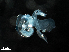  ( - Dubi 204)  @11 [ ] CreativeCommons - Attribution Non-Commercial Share-Alike (2019) STRI Smithsonian Tropical Research Institute