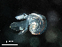  ( - Dubi 206)  @11 [ ] CreativeCommons - Attribution Non-Commercial Share-Alike (2019) STRI Smithsonian Tropical Research Institute