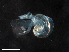  ( - Dubi 206)  @11 [ ] CreativeCommons - Attribution Non-Commercial Share-Alike (2019) STRI Smithsonian Tropical Research Institute