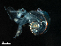  ( - Dubi 206)  @11 [ ] CreativeCommons - Attribution Non-Commercial Share-Alike (2019) STRI Smithsonian Tropical Research Institute