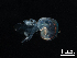  ( - Dubi 208)  @11 [ ] CreativeCommons - Attribution Non-Commercial Share-Alike (2019) STRI Smithsonian Tropical Research Institute