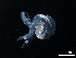  ( - Dubi 208)  @11 [ ] CreativeCommons - Attribution Non-Commercial Share-Alike (2019) STRI Smithsonian Tropical Research Institute