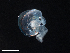  ( - Dubi 208)  @11 [ ] CreativeCommons - Attribution Non-Commercial Share-Alike (2019) STRI Smithsonian Tropical Research Institute