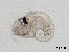  ( - Dubi238)  @11 [ ] CreativeCommons - Attribution Non-Commercial Share-Alike (2019) Maycol Madrid Smithsonian Tropical Research Institute