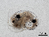 ( - Dubi238)  @11 [ ] CreativeCommons - Attribution Non-Commercial Share-Alike (2019) Maycol Madrid Smithsonian Tropical Research Institute