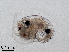  ( - Dubi238)  @11 [ ] CreativeCommons - Attribution Non-Commercial Share-Alike (2019) Maycol Madrid Smithsonian Tropical Research Institute