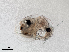  ( - Dubi238)  @11 [ ] CreativeCommons - Attribution Non-Commercial Share-Alike (2019) Maycol Madrid Smithsonian Tropical Research Institute