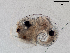  ( - Dubi238)  @11 [ ] CreativeCommons - Attribution Non-Commercial Share-Alike (2019) Maycol Madrid Smithsonian Tropical Research Institute