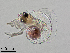  ( - Dubi255)  @11 [ ] CreativeCommons - Attribution Non-Commercial Share-Alike (2019) Maycol Madrid Smithsonian Tropical Research Institute