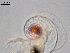  ( - Dubi255)  @11 [ ] CreativeCommons - Attribution Non-Commercial Share-Alike (2019) Maycol Madrid Smithsonian Tropical Research Institute