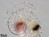  ( - Dubi255)  @11 [ ] CreativeCommons - Attribution Non-Commercial Share-Alike (2019) Maycol Madrid Smithsonian Tropical Research Institute