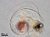  ( - Dubi255)  @11 [ ] CreativeCommons - Attribution Non-Commercial Share-Alike (2019) Maycol Madrid Smithsonian Tropical Research Institute
