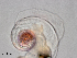  ( - Dubi255)  @11 [ ] CreativeCommons - Attribution Non-Commercial Share-Alike (2019) Maycol Madrid Smithsonian Tropical Research Institute