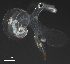  (Atlanta lesueurii - Dubi94)  @11 [ ] CreativeCommons - Attribution Share-Alike (2019) Unspecified Smithsonian Tropical Research Institute