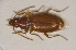  (Trechus strigipennis - TLMF Col 00001)  @11 [ ] CreativeCommons - Attribution Non-Commercial Share-Alike (2013) Peter Huemer Tiroler Landesmuseum Ferdinandeum