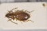  (Epaphius ovatus ovatus - TLMF Col 00032)  @11 [ ] CreativeCommons - Attribution Non-Commercial Share-Alike (2013) Peter Huemer Tiroler Landesmuseum Ferdinandeum