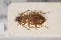  (Epaphius ovatus - TLMF Col 00033)  @11 [ ] CreativeCommons - Attribution Non-Commercial Share-Alike (2013) Peter Huemer Tiroler Landesmuseum Ferdinandeum