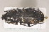  (Pterostichus selmanni - TLMF Col 00074)  @13 [ ] CreativeCommons - Attribution Non-Commercial Share-Alike (2013) Peter Huemer Tiroler Landesmuseum Ferdinandeum