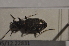  ( - TLMF Col. 00105)  @12 [ ] CreativeCommons - Attribution Non-Commercial Share-Alike (2013) Peter Huemer Tiroler Landesmuseum Ferdinandeum