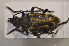  ( - TLMF Col. 00126)  @12 [ ] CreativeCommons - Attribution Non-Commercial Share-Alike (2013) Peter Huemer Tiroler Landesmuseum Ferdinandeum