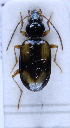  (Bembidion cruciatum - TLMF Col. 00198)  @14 [ ] CreativeCommons - Attribution Non-Commercial Share-Alike (2016) Andreas Eckelt Tiroler Landesmuseum