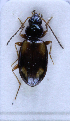  (Bembidion cruciatum baenningeri - TLMF Col. 00200)  @12 [ ] CreativeCommons - Attribution Non-Commercial Share-Alike (2016) Andreas Eckelt Tiroler Landesmuseum