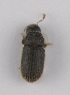  (Phloeotribus muricatus - TLMF Col. 00257)  @13 [ ] CreativeCommons - Attribution Non-Commercial Share-Alike (2016) Andreas Eckelt Tiroler Landesmuseum