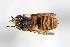  (Megachile yaeyamaensis - DNA000194)  @11 [ ] Copyright (2015) Osamu Tadauchi Kyushu University