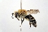 (Colletes patellatus - DNA000257)  @15 [ ] Copyright (2015) Osamu Tadauchi Kyushu University