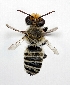  (Megachile kobensis - DNA000268)  @15 [ ] Copyright (2015) Osamu Tadauchi Kyushu University