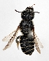  (Megachile spissula - DNA000277)  @15 [ ] Copyright (2015) Osamu Tadauchi Kyushu University