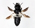  (Megachile disjunctiformis - DNA000279)  @13 [ ] Copyright (2015) Osamu Tadauchi Kyushu University