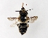  (Megachile remota - DNA000285)  @15 [ ] Copyright (2015) Osamu Tadauchi Kyushu University