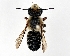  (Megachile humilis - DNA000290)  @13 [ ] Copyright (2015) Osamu Tadauchi Kyushu University