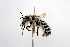  (Megachile nipponica - DNA000306)  @15 [ ] Copyright (2015) Osamu Tadauchi Kyushu University
