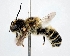  (Megachile tsurugensis - DNA000314)  @15 [ ] Copyright (2015) Osamu Tadauchi Kyushu University