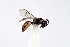  (Hylaeus incomitatus - DNA000366)  @14 [ ] Copyright (2015) Osamu Tadauchi Kyushu University