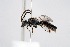  (Lasioglossum allodalum - DNA000499)  @11 [ ] Copyright (2015) Osamu Tadauchi Kyushu University