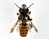  (Megachile okinawana - DNA000519)  @14 [ ] Copyright (2015) Osamu Tadauchi Kyushu University