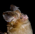  (Hipposideros cf. pomona - ZMMU SVK 11-032)  @14 [ ] Copyright (2011) Sergei Kruskop Zoological Museum of Moscow University