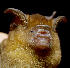  (Hipposideros larvatus - ZMMU S-186739)  @14 [ ] Copyright (2011) Sergei Kruskop Zoological Museum of Moscow University