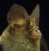  (Hipposideros pomona - ZMMU S-188169)  @14 [ ] Copyright (2011) Sergei Kruskop Zoological Museum of Moscow University