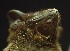  ( - ZMMU S-188189)  @12 [ ] Copyright (2011) Sergei Kruskop Zoological Museum of Moscow University